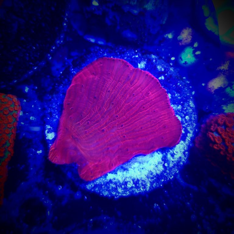 Red Devil Diaseris Plate Frag