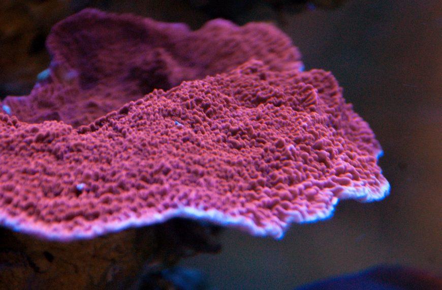 Red Montipora Capricornis