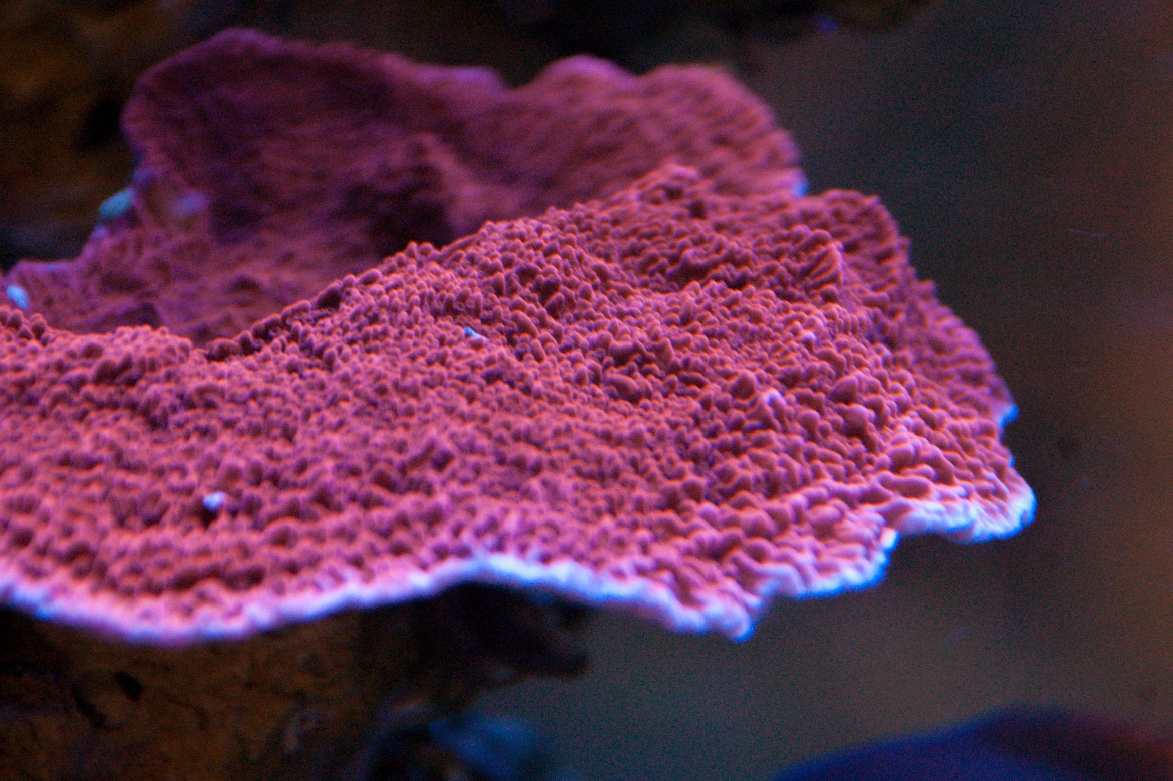 Red Montipora Capricornis