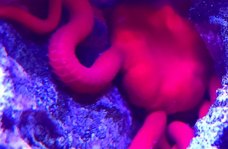 Red Serpent Starfish