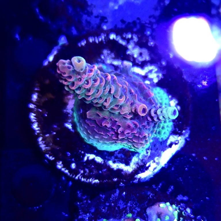Solar Flare Acropora Millepora Frag