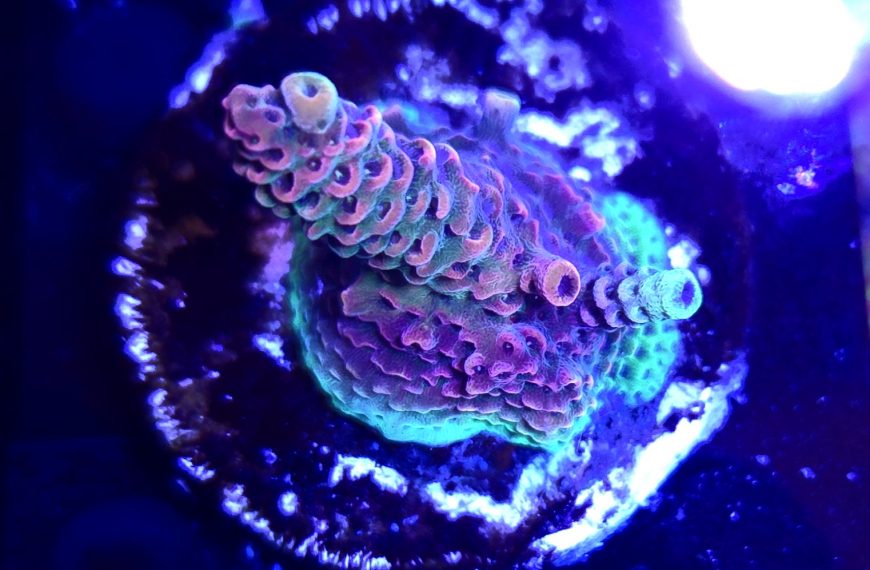 Solar Flare Acropora Millepora Frag