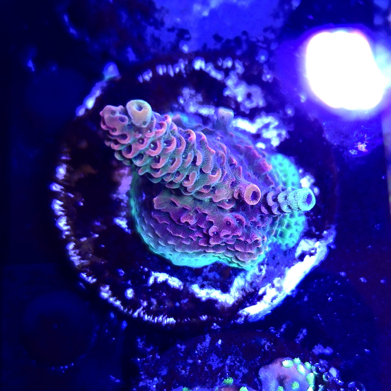 Solar Flare Acropora Millepora Frag