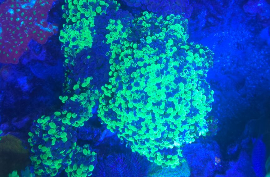 Splatted Hammer Euphyllia Coral