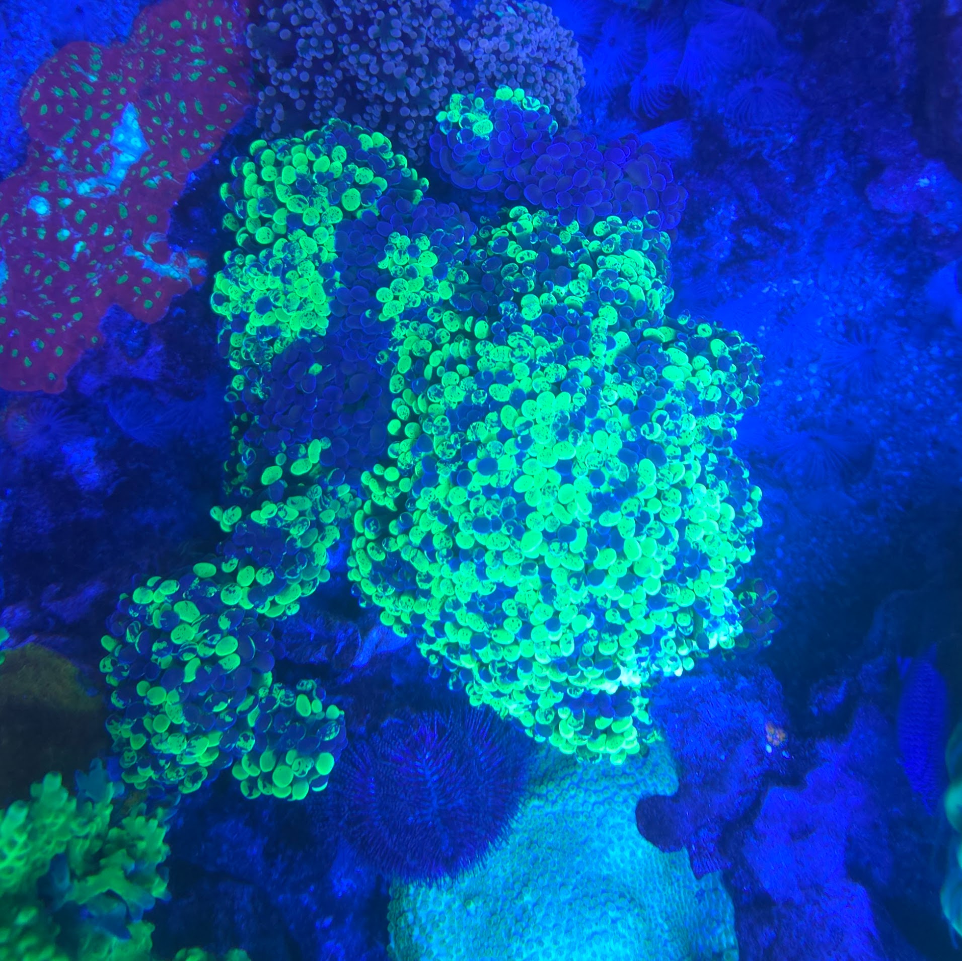 Splatted Hammer Euphyllia Coral