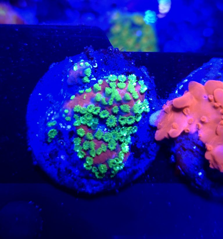 Sunset Montipora Sp. Frag