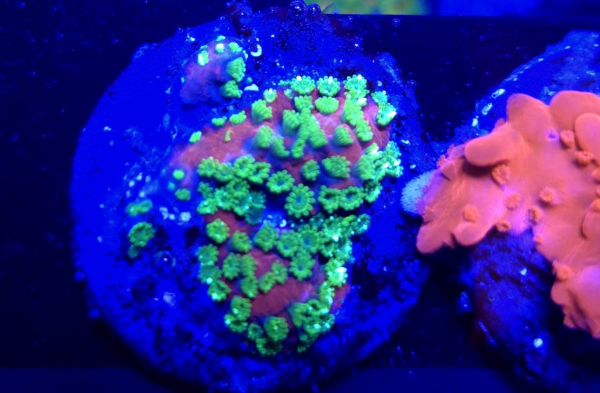 Sunset Montipora Sp. Frag