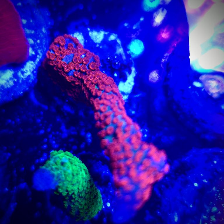 Superman Montipora Digitata Frag