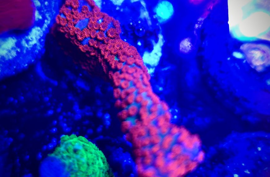 Superman Montipora Digitata Frag