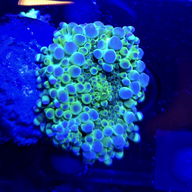Toxic Ricordia Yuma Frag
