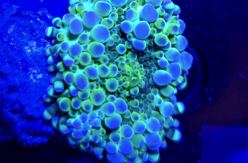 Toxic Ricordia Yuma Frag