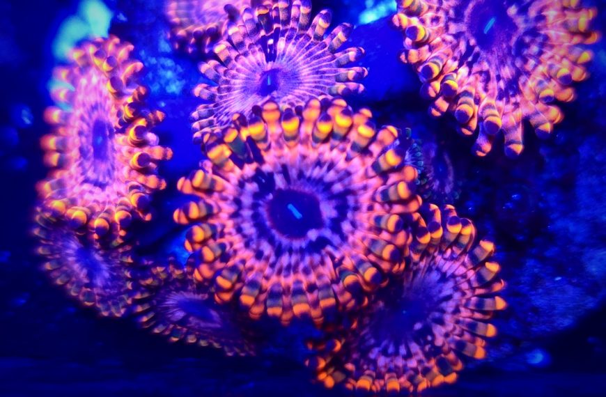 Utter Chaos Zoanthid