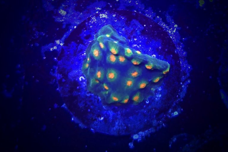 WWC Rainbow Madness Cyphastrea Frag