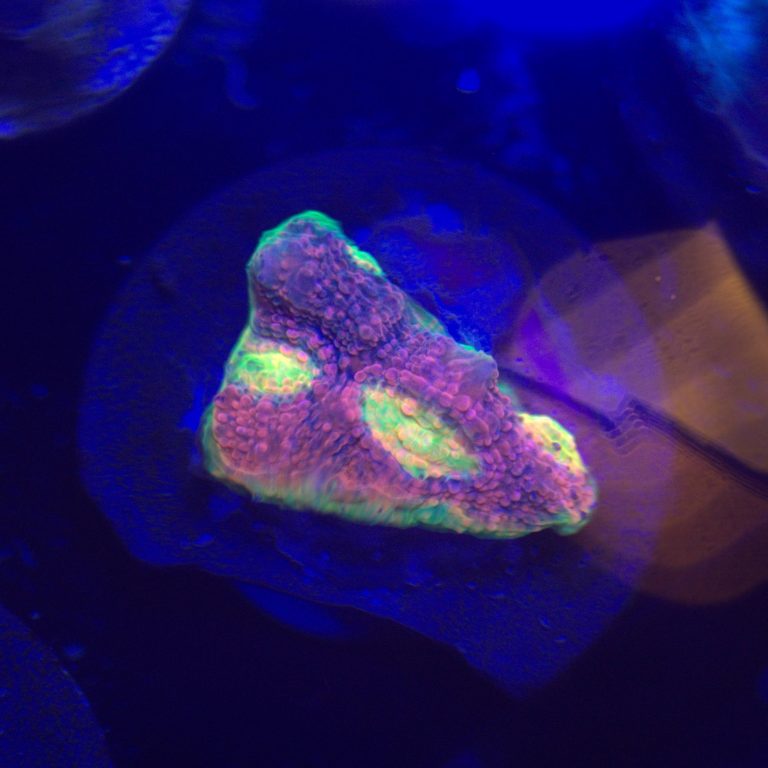 Watermelon Chalice Frag 2