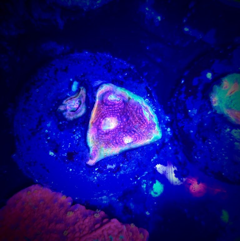 Watermelon Chalice Frag