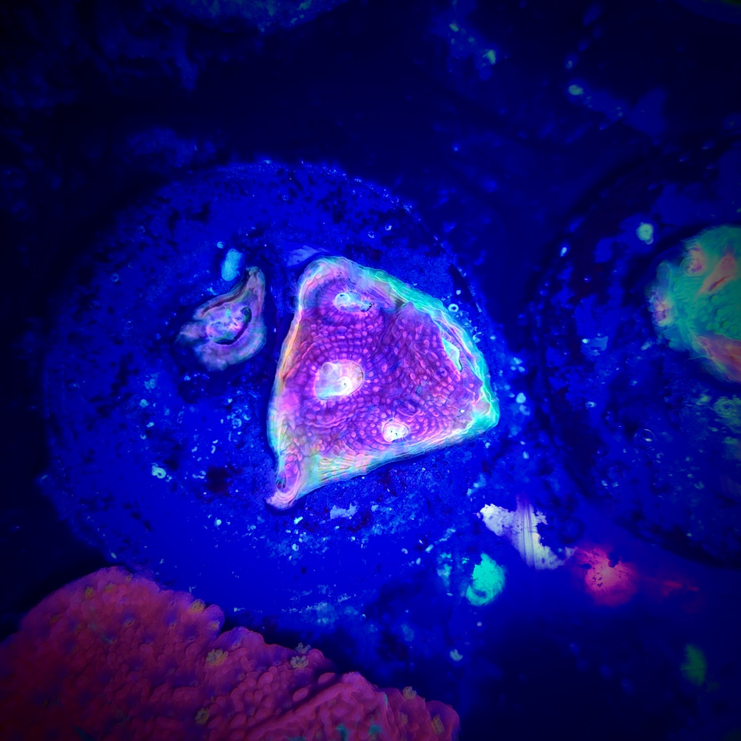Watermelon Chalice Frag