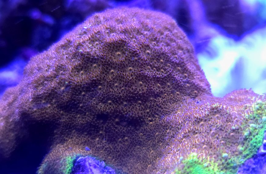Watermelon Psammocora