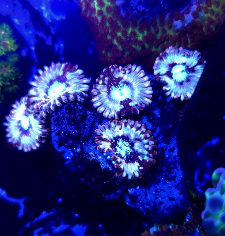 White Zombies Zoanthids