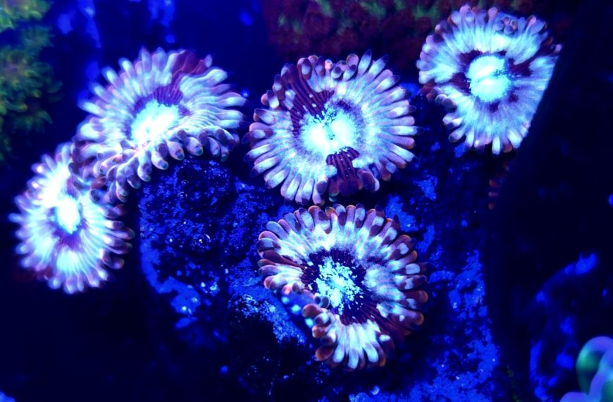 White Zombies Zoanthids