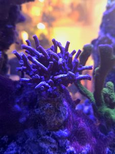 Achilles Branching Cyphastrea