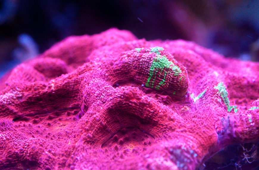 Bleeding Apple Bowerbanki