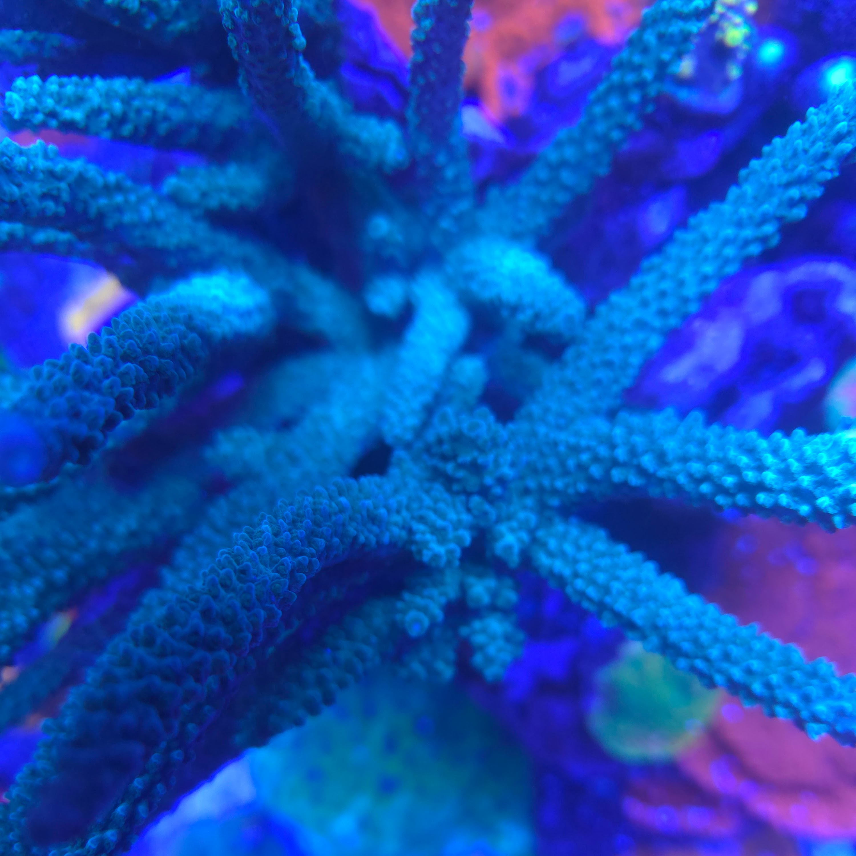 Blue Acropora Staghorn