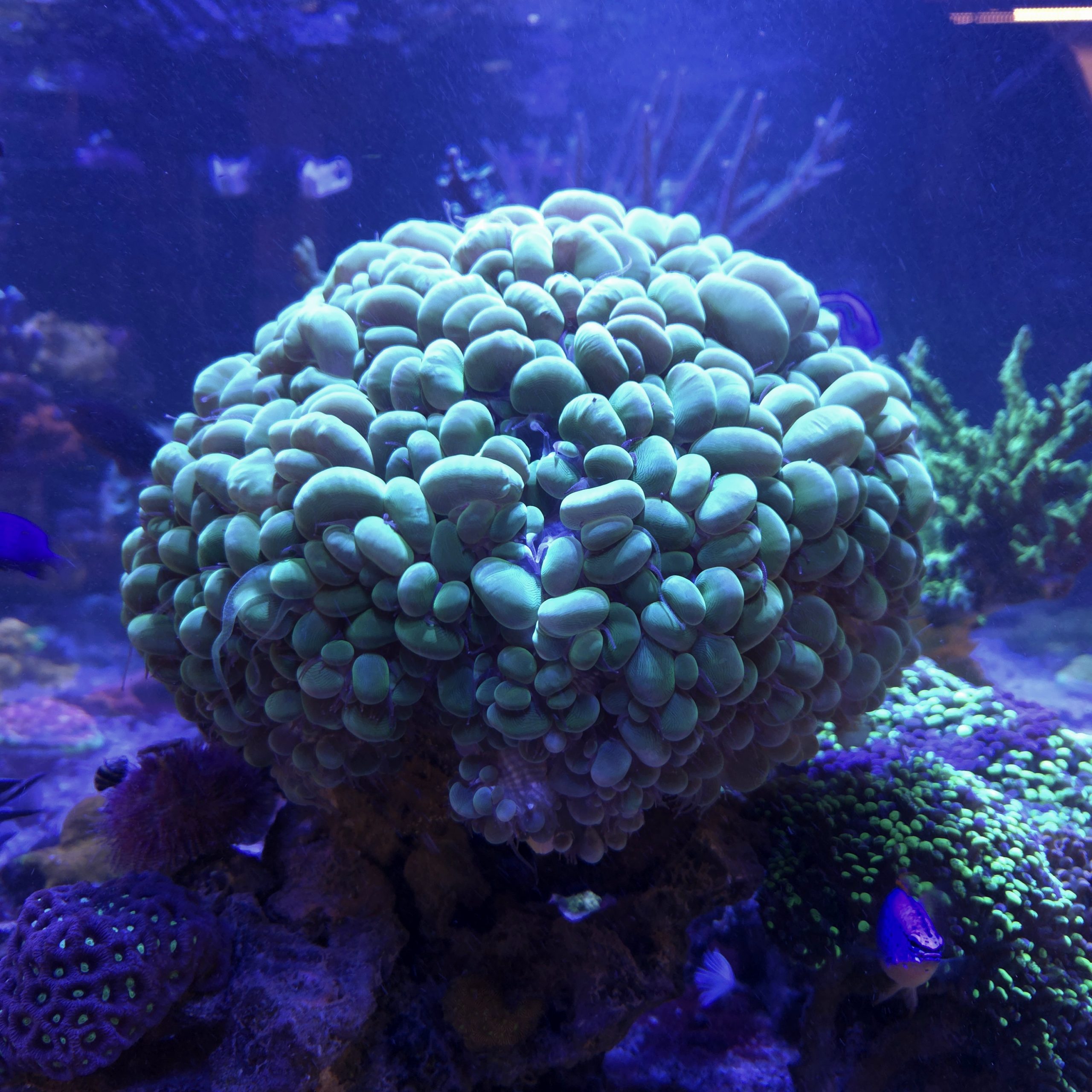 Bubble Coral