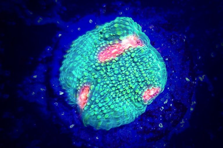 Bubblegum Monster Chalice