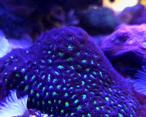 Emerald Lakes Leptastrea