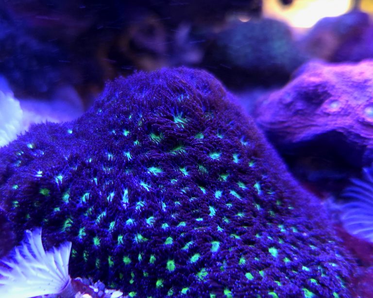 Emerald Lakes Leptastrea