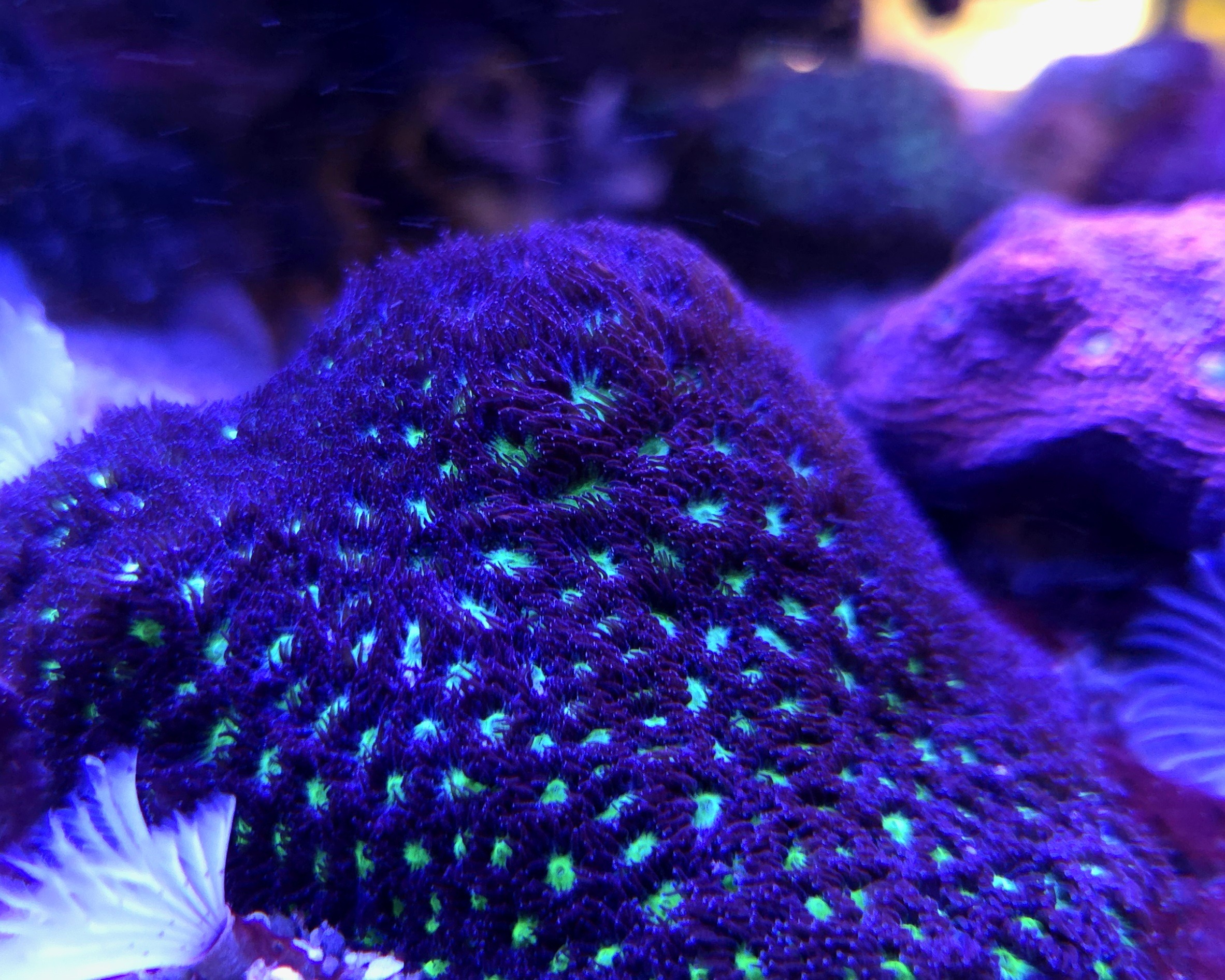 Emerald Lakes Leptastrea