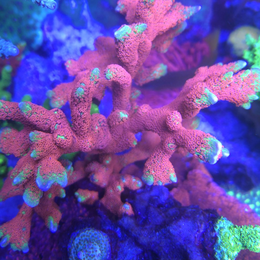 Forest Fire Montipora Digitata