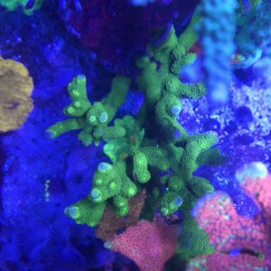 Green Montipora Digitata