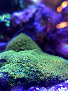 John Deere Leptastrea