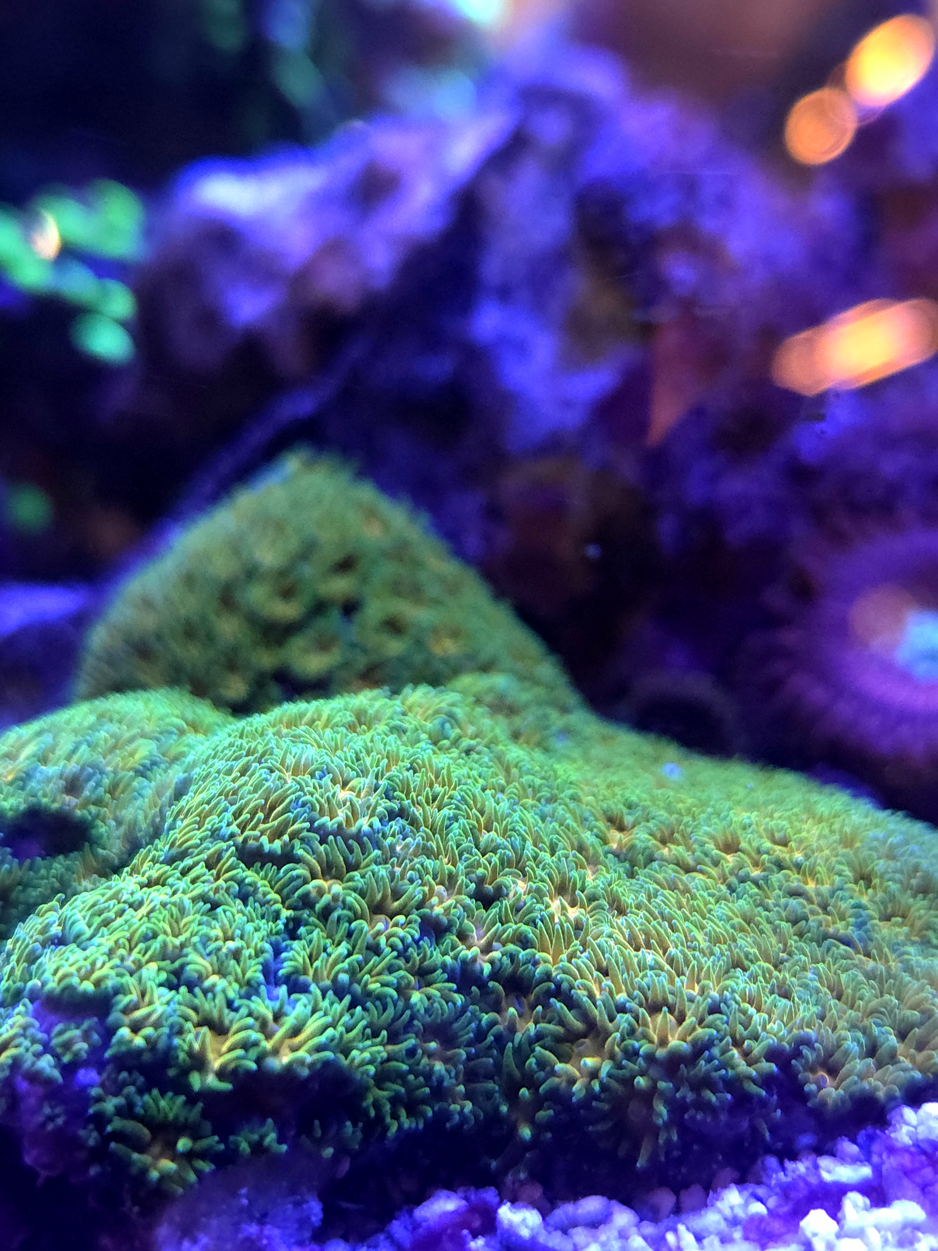 John Deere Leptastrea