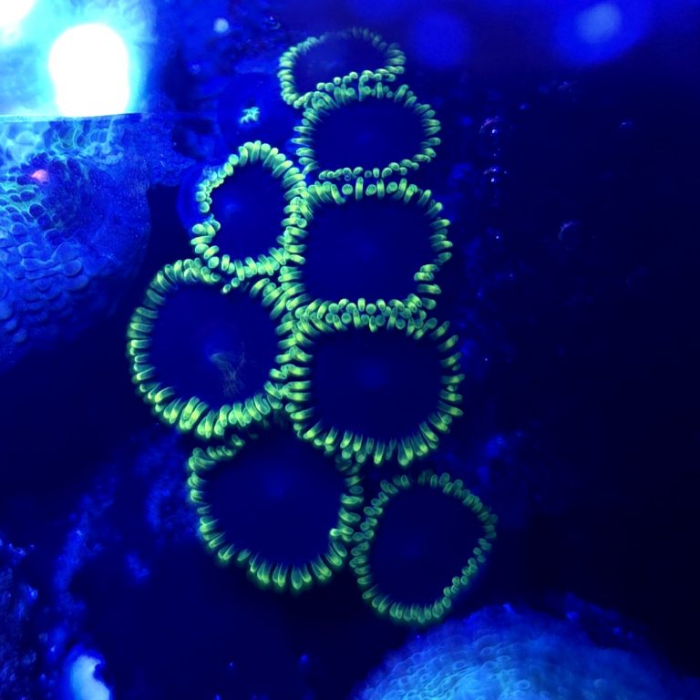Jokers Zoanthids