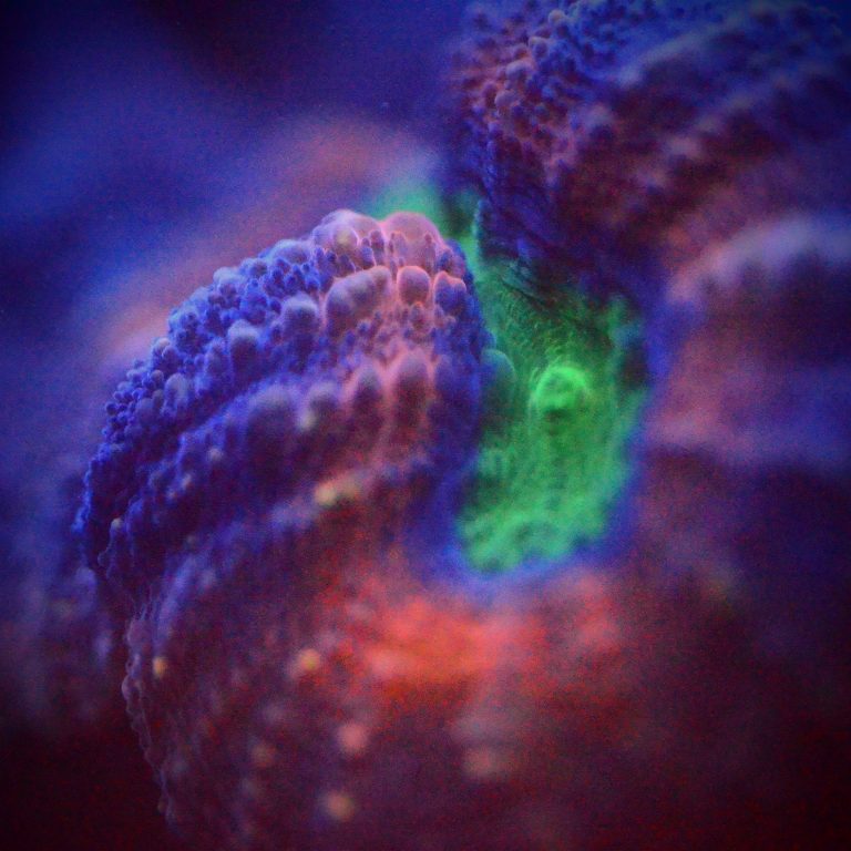 Lobophyllia Brain Coral