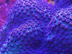 Meteor Shower Cyphastrea