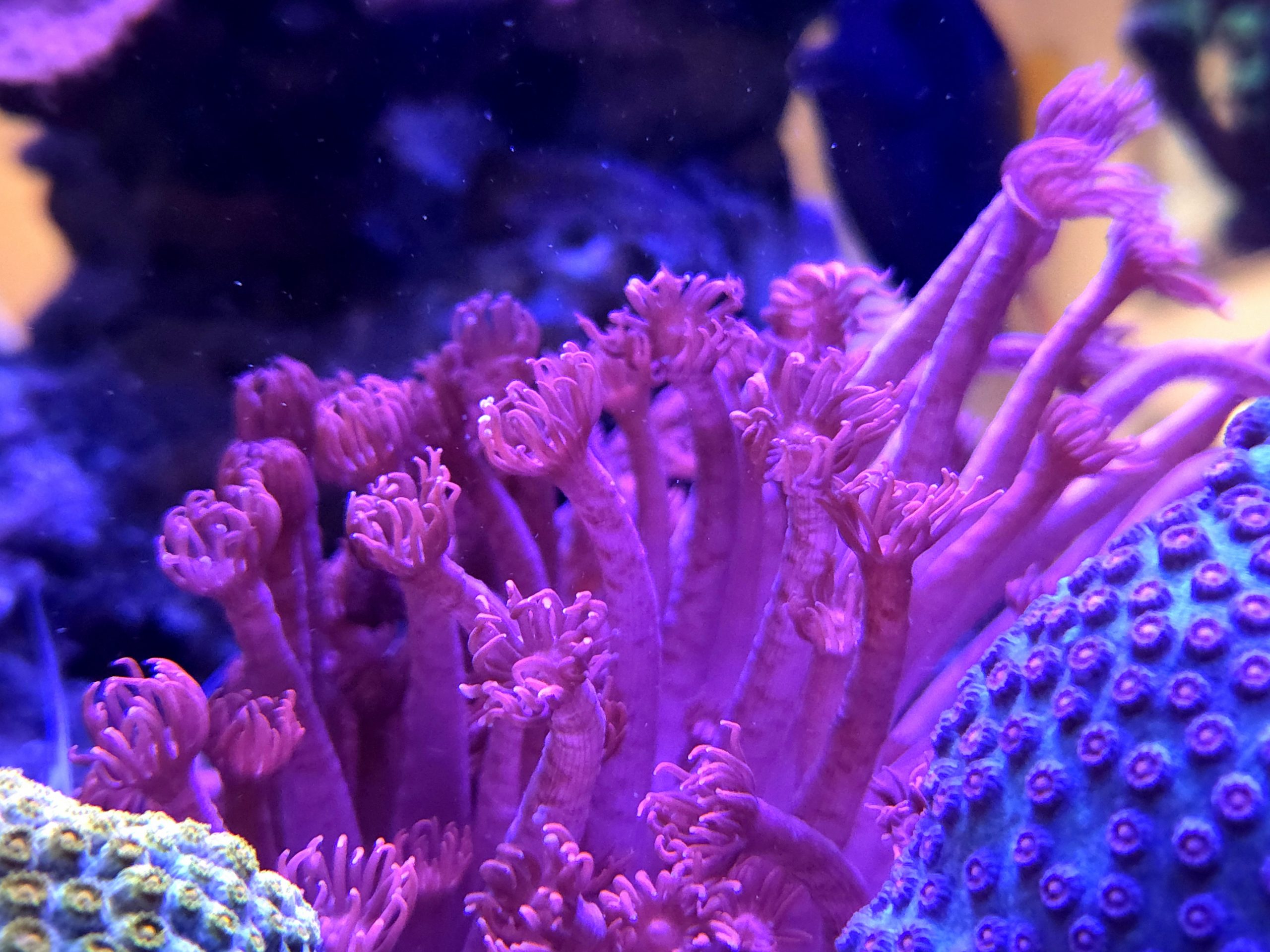 Miss Piggy Goniopora