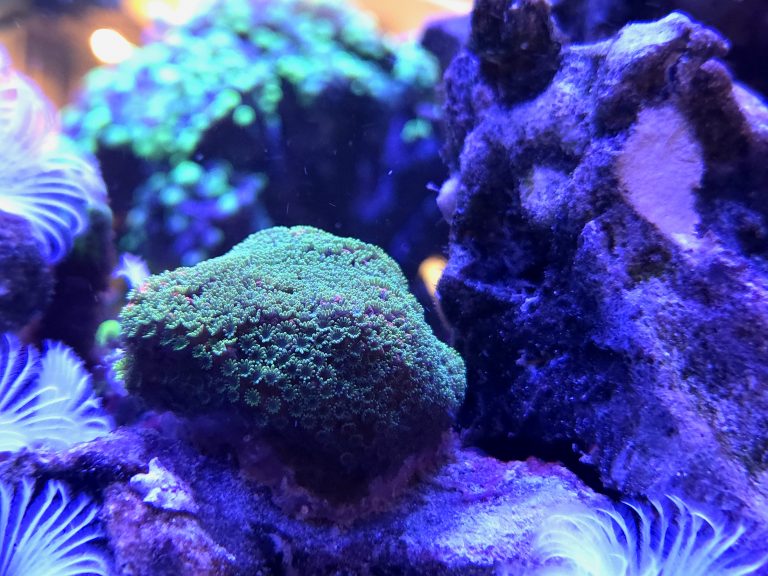 Montipora Sunset