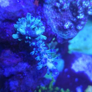 Oregon Blue Tort Acropora