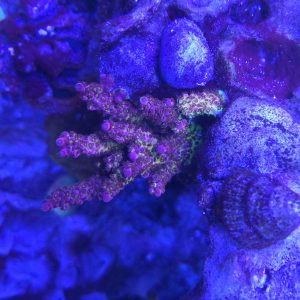 PC Rainbow Acropora