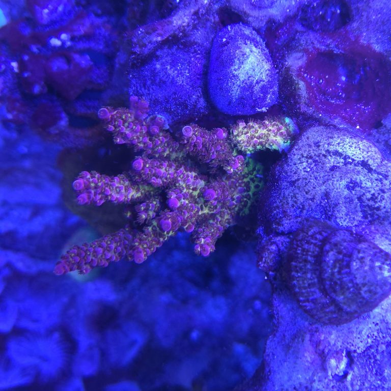 PC Rainbow Acropora