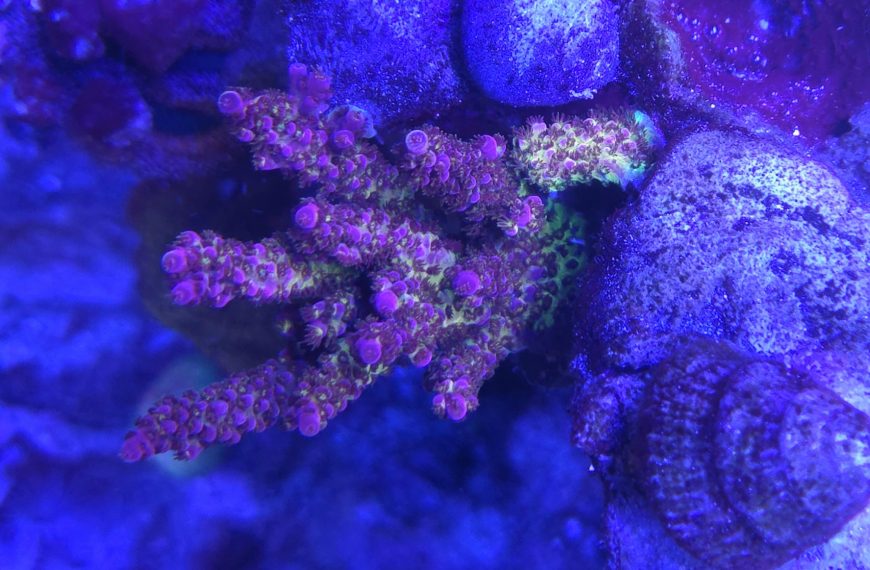 PC Rainbow Acropora
