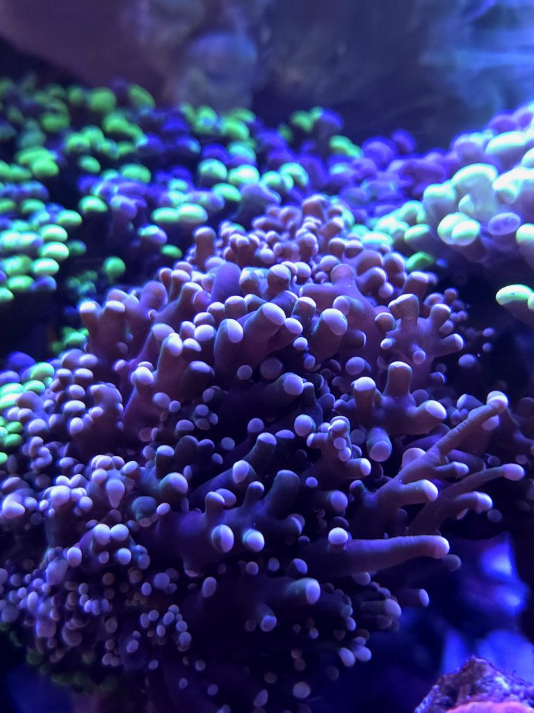Peach Frogspawn