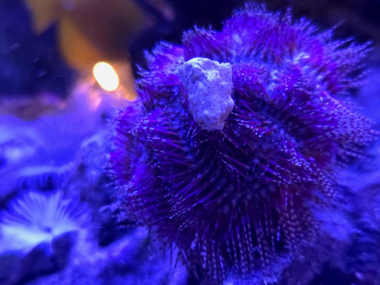 Pincushion Urchin