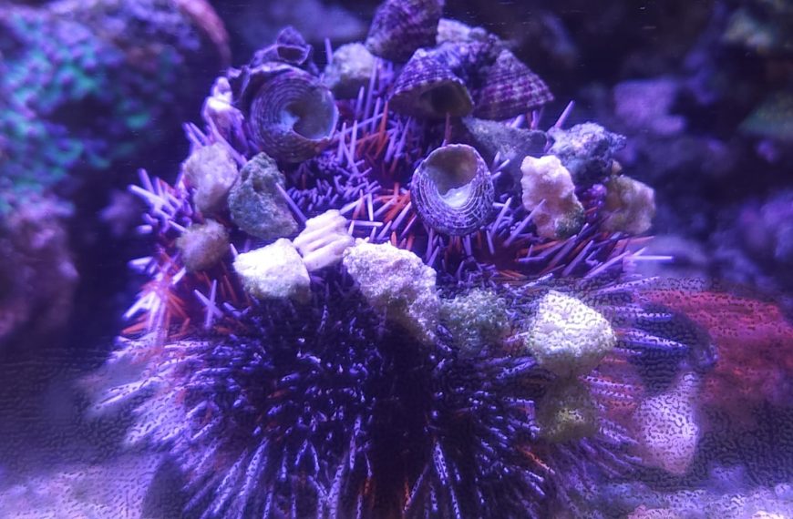 Pincushion Urchin Camouflaged