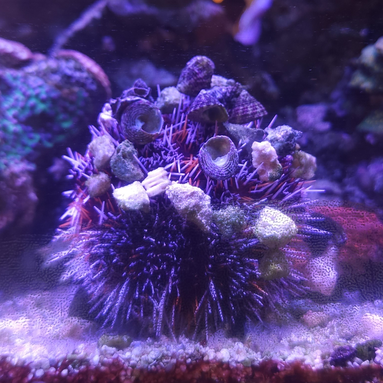 Pincushion Urchin Camouflaged