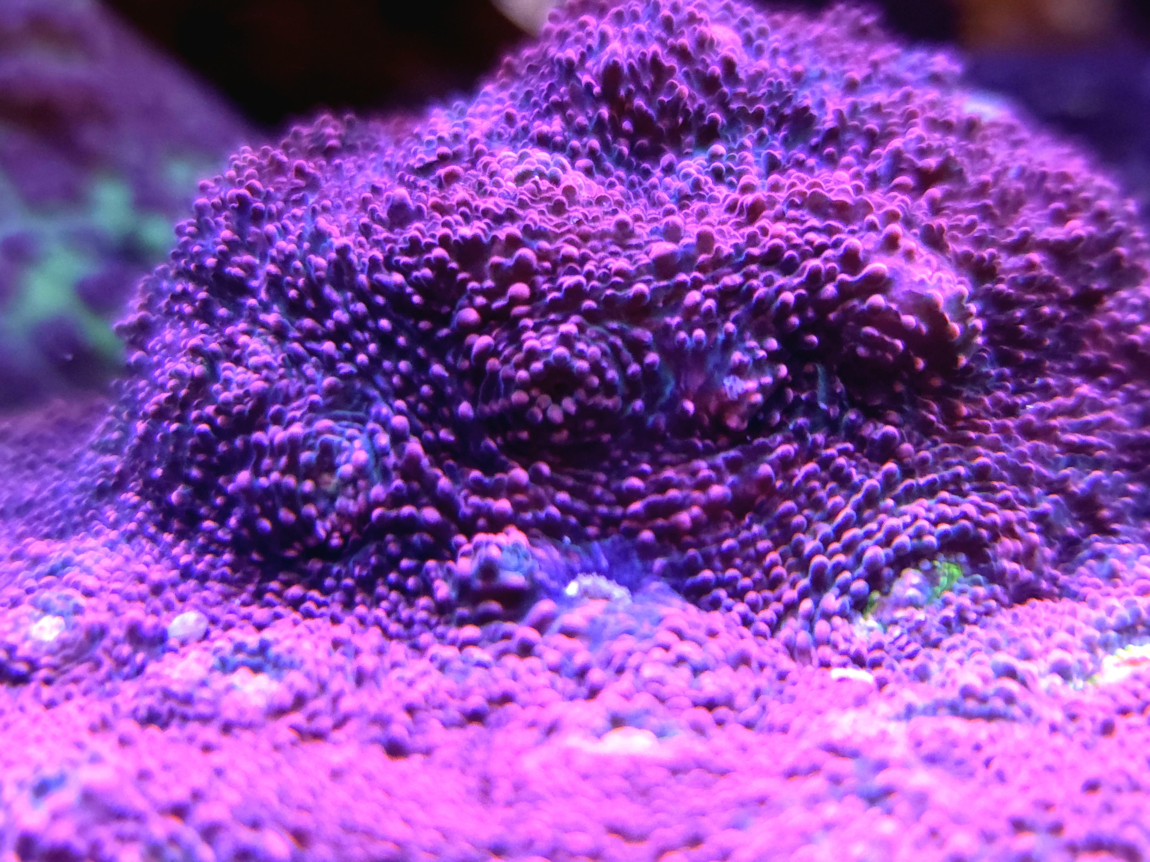 Pink Boobies Chalice