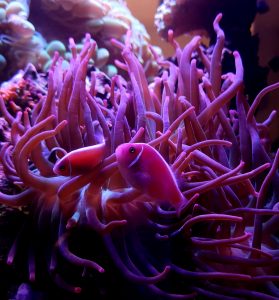 Pink Skunk Clownfish